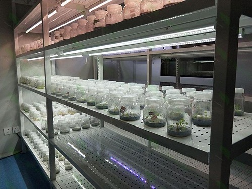 东乌珠穆沁植物组织培养实验室设计建设方案